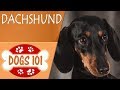 Dogs 101 - DACHSHUND - Top Dog Facts About the DACHSHUND