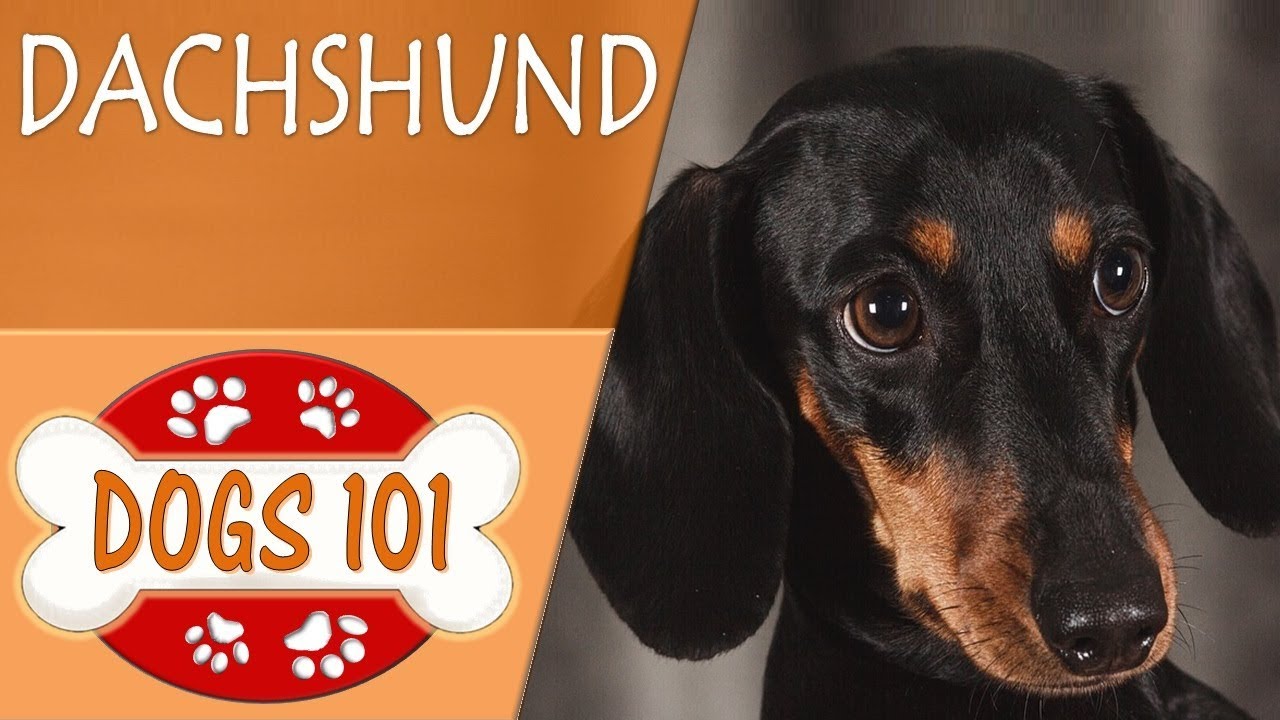 Dogs 101 - Dachshund - Top Dog Facts About The Dachshund