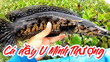 Hành trình láng cây gòn #câu cá lóc rừng U Minh Thượng # Hữu Khuynh Kiên giang (tập 50)