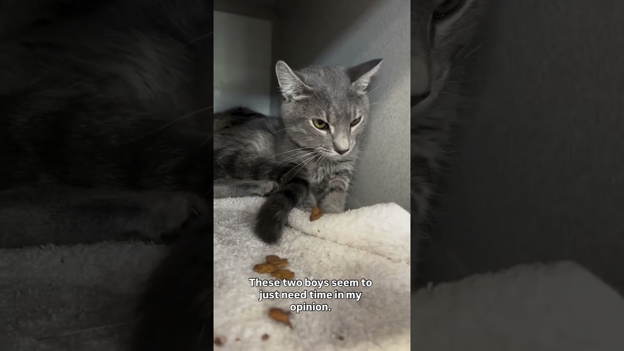 Arizona 236416 and Oak 236415