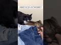 長男猫はこの時どんな気持ちだったのだろうか⋯ #先住猫 #新入り猫 #猫 #shorts