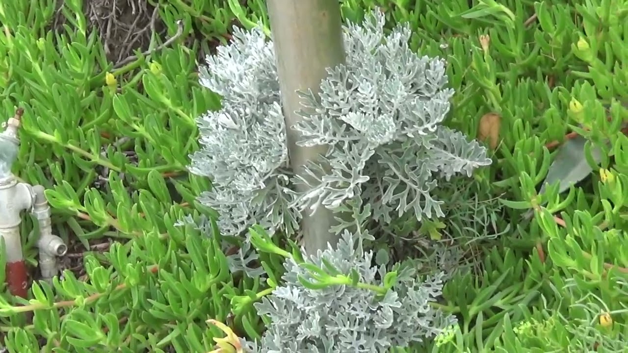 BORDIGHERA. КУРОРТ БОРДИГЕРА. ИТАЛИЯ