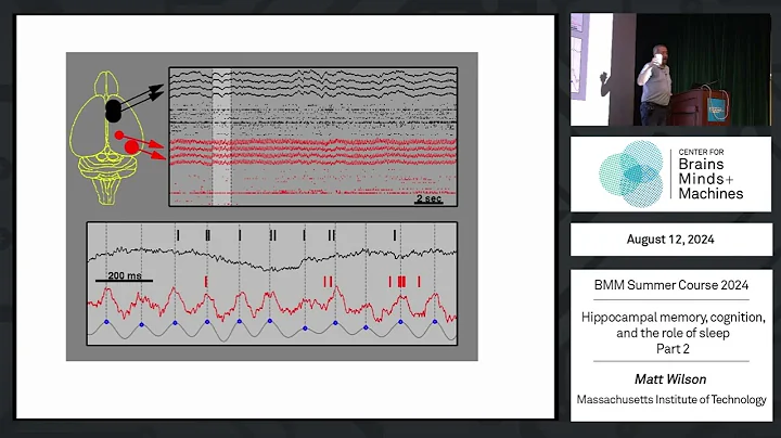 Hippocampal memory, cognition, and the role of sleep - part 2