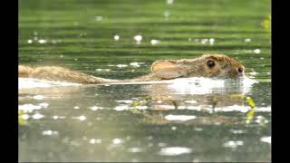 'Watership Down', Chapter 8: The Crossing     *FREE AUDIOBOOK, UNABRIDGED*