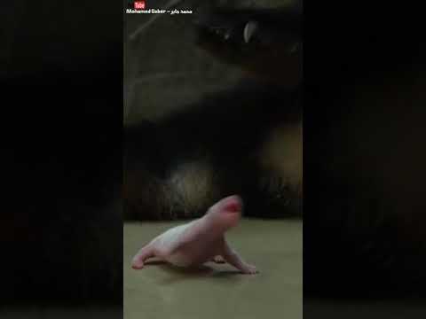 هكذا تلد الباندا 