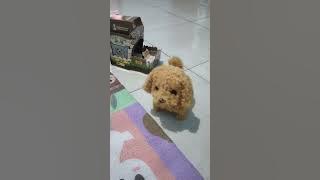 kemari boneka anjing lucu #mainan #boneka #anjing #anjinglucu #pet #animal #hewan