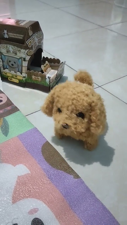 kemari boneka anjing lucu #mainan #boneka #anjing #anjinglucu #pet #animal #hewan