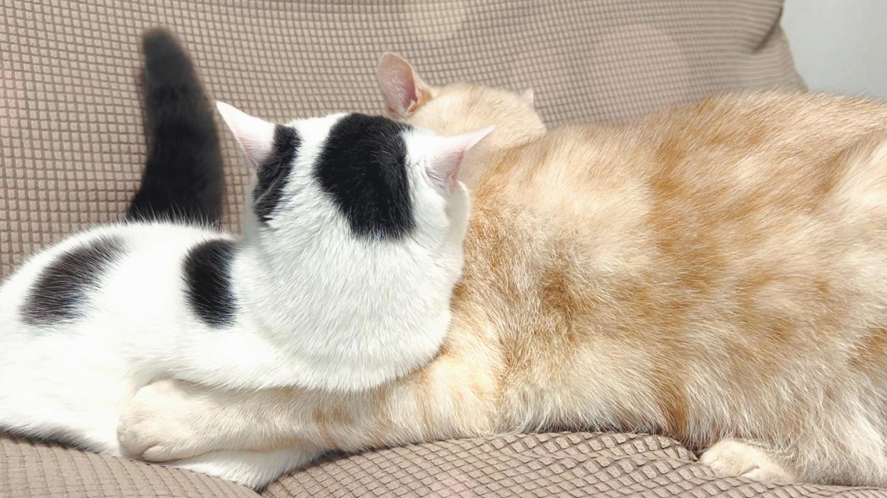 出会いから１年分のすっぽんぽんP完全収録　～下剋上って言葉の裏～