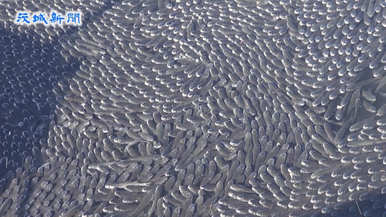 ボラ 大量 発生