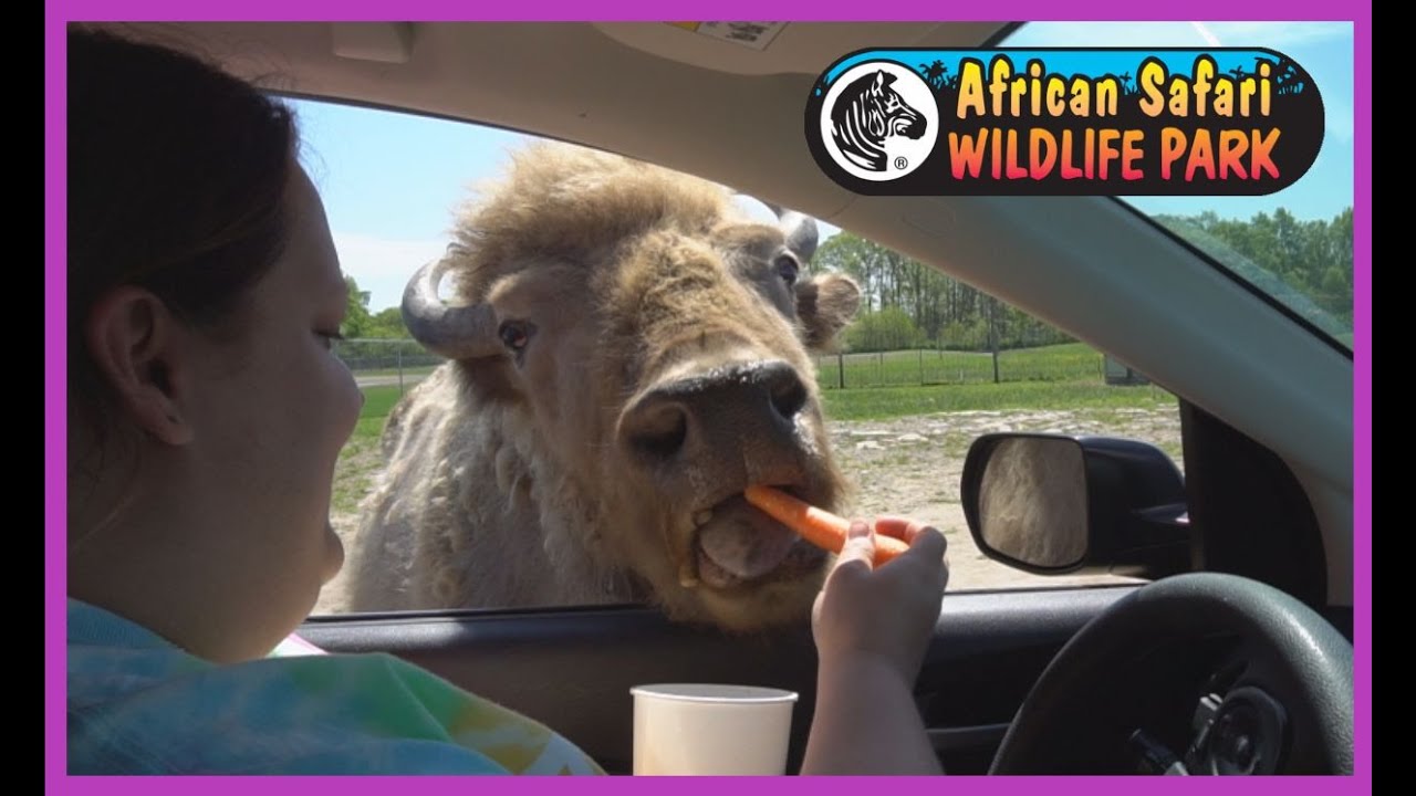 african safari in ohio