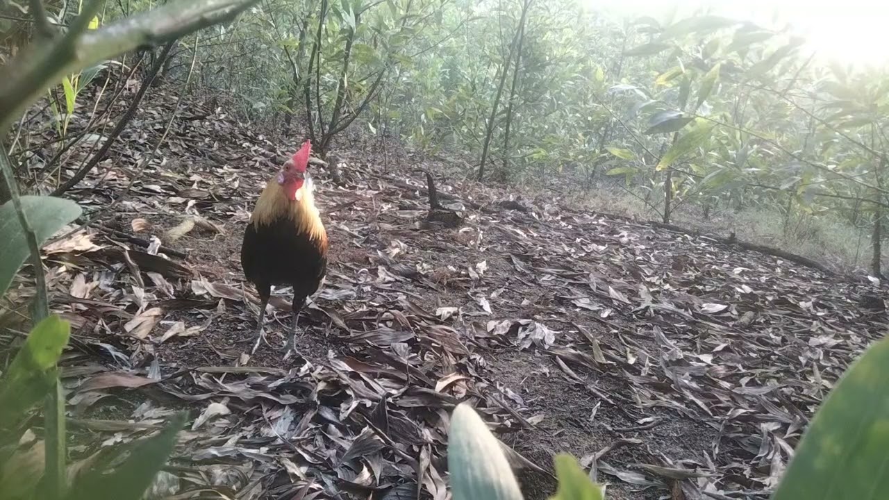 Kèo bổi tơ chưa xung hầm hơi lâu 