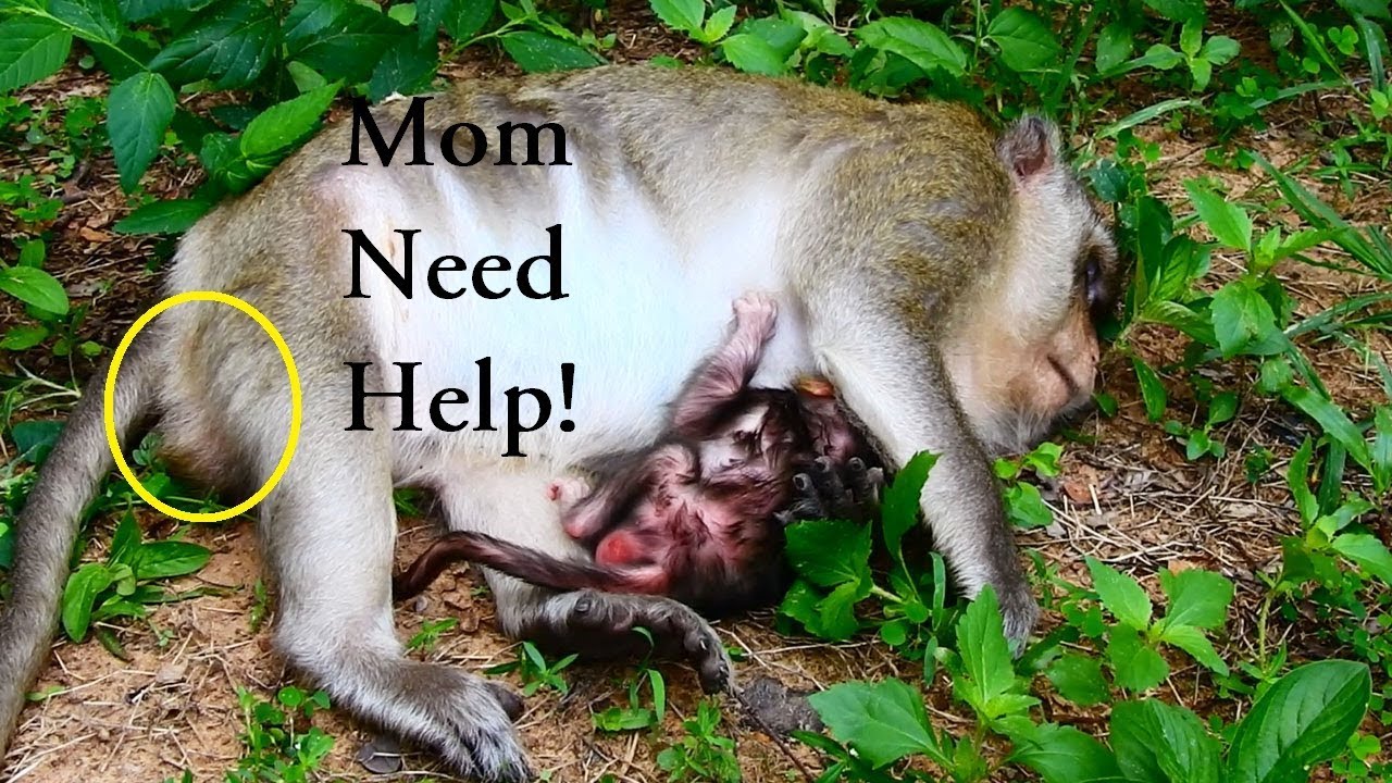foundation medicine Unhappy Mom Lizzy So Weak Of Sickness, What Happen To Newborn Lizza