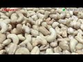 Salted cashew nut roasting machine  salted peanuts factory