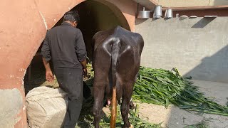 Chichawatni Mandi ke king Buffalo/Best Buffalo in my farm with lots of milk/Chichawatni CattelMarket