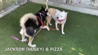 Video of adoptable pet named Pizza