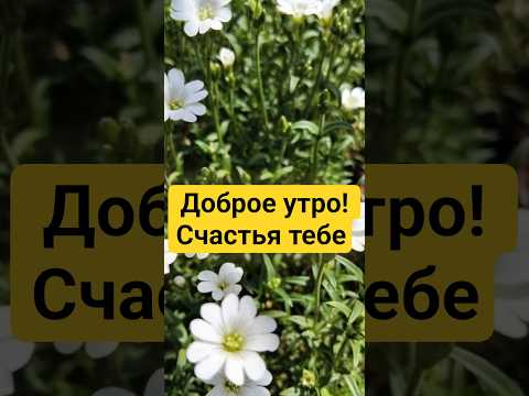 Доброе утро, счастья тебе. #доброеутро #пожеланиядрузьям #хорошеенастроение #подпишись #позитив