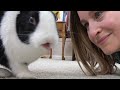 Rabbit kisses