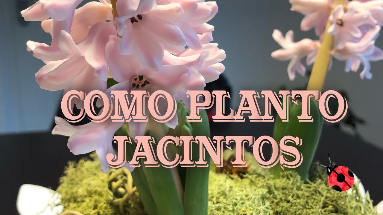 extraño La selva amazónica Hacia fuera Cómo plantar jacintos - YouTube