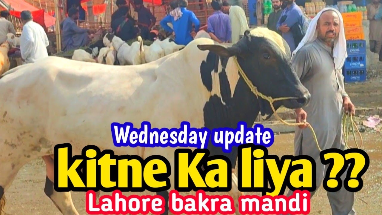 Wednesday L Kitne Ka Kharida l Lahore Bakra Mandi L Rajanpuri Bakre L wednesday-l-kitne-ka-kharida-l-lahore-bakra-mandi-l-rajanpuri-bakre-l