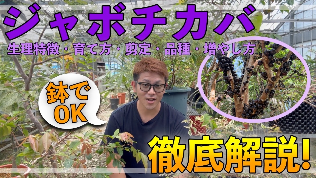 Grow in a pot] A complete guide to Jaboticaba! We'll cover