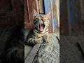 need aa rhi bahut #bagiraandleo #cat #cutecat #funny #catshorts