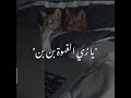 حالات واتس ارميلى رمش رمش اللى منك متحرمشى