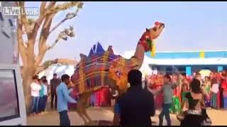 Bizarre Footage Of Camel Dancing With Girls !!! Very Funny !!!