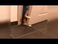 ♥ Cutest Cats Compilation | Funny Thing of Cats 2018 #7
