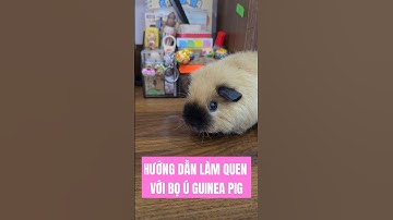 Hướng dẫn làm quen với bọ ú chuột lang Guinea Pig #animals #guineapig