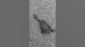 From road rage to turtle whisperer 🐢 #turtle #funnyshorts #wildlife #chaos #fyp #animals #shorts