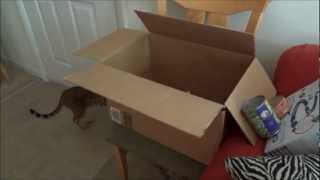 Bengal Cat in the Box by Julie Stanton 289 views 12 years ago 31 seconds