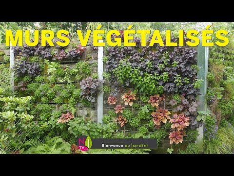 Vidéo: Cultiver des plantes sur les murs - Conseils sur l'utilisation des murs dans le jardin