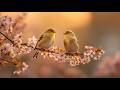 Spring Birdsong &amp; Relaxing Piano 🐦‍⬛ Morning Forest Symphony for Study, Concentration, Calm Mind