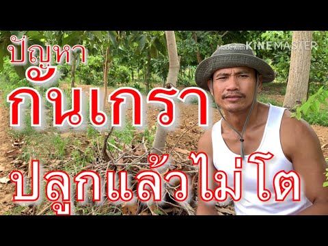 ปัญหาของกันเกรา-ปลูกแล้วไม่โตเป็นเพราะอะไร?