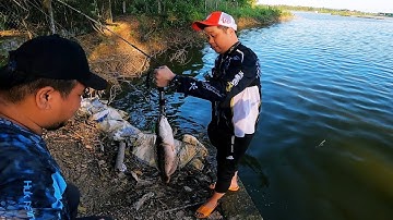 Điểm Câu Lure Cá Lóc Hồ Tự Nhiên 1 Đường 1 Con Siêu Cấp Vip Pro