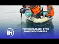 Тернопільський став очистить хлорела