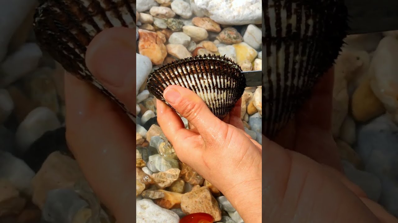 #pearl #seafood #hunting pearls #picking pearls