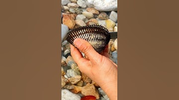 Thumbnail of #pearl #seafood #hunting pearls #picking pearls