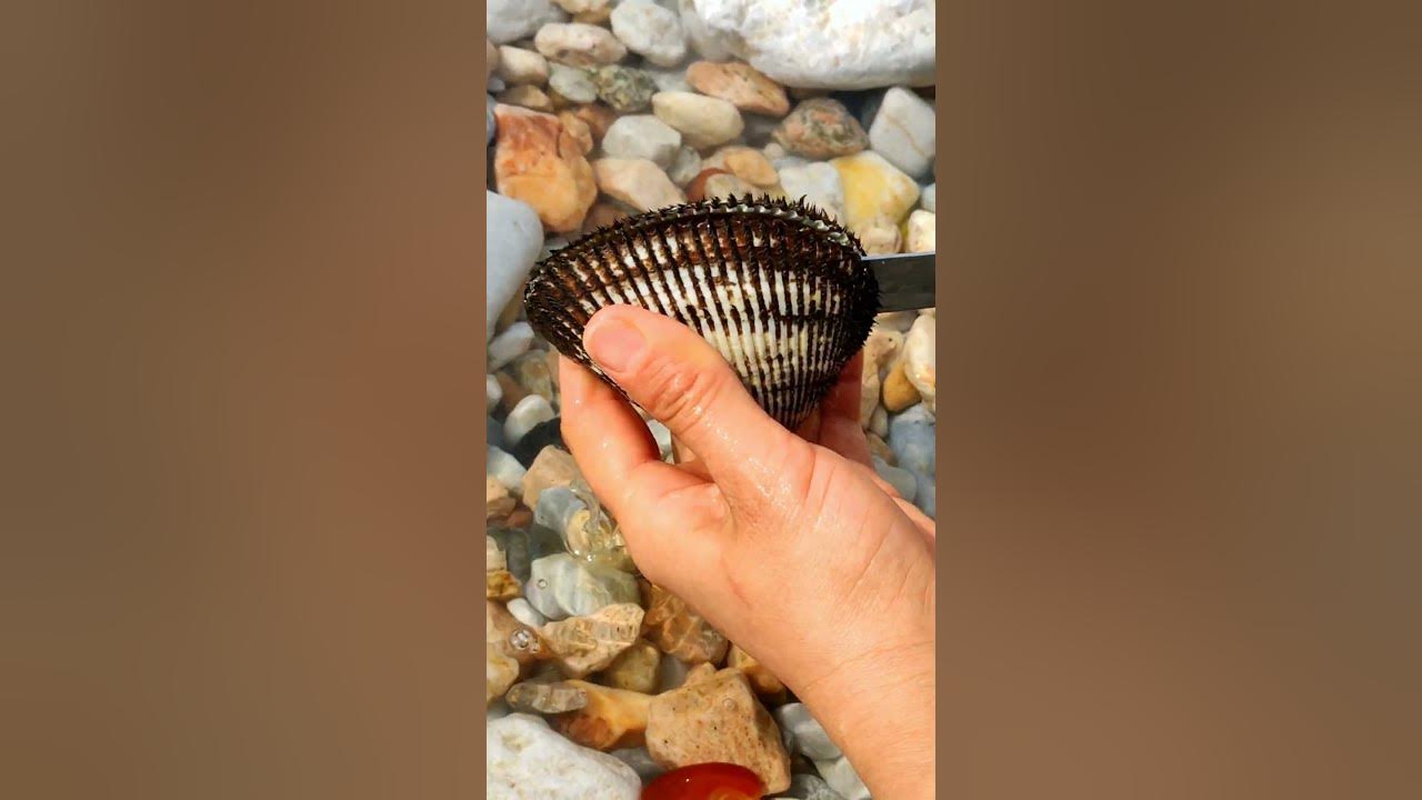 #pearl #seafood #hunting pearls #picking pearls #pearl #seafood #hunting pearls #picking pearls