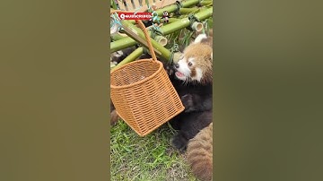 Red Pandas Aren’t Pandas?! The Adorable Truth! 🐾🔥