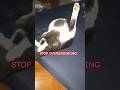 Why are cats overgrooming?