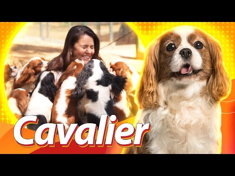 Vídeo: 5 principais razões para possuir um Spaniel King Charles Cavalier
