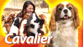 Cavalier King Charles Spaniel  O cão da realeza | Guia de Raças Baw Waw
