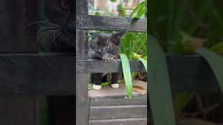 gatinhos,gatos fofinhos,animais fofinhos,gatinho gatinhos,gatos fofinhos,animais fofinhos,gatinho