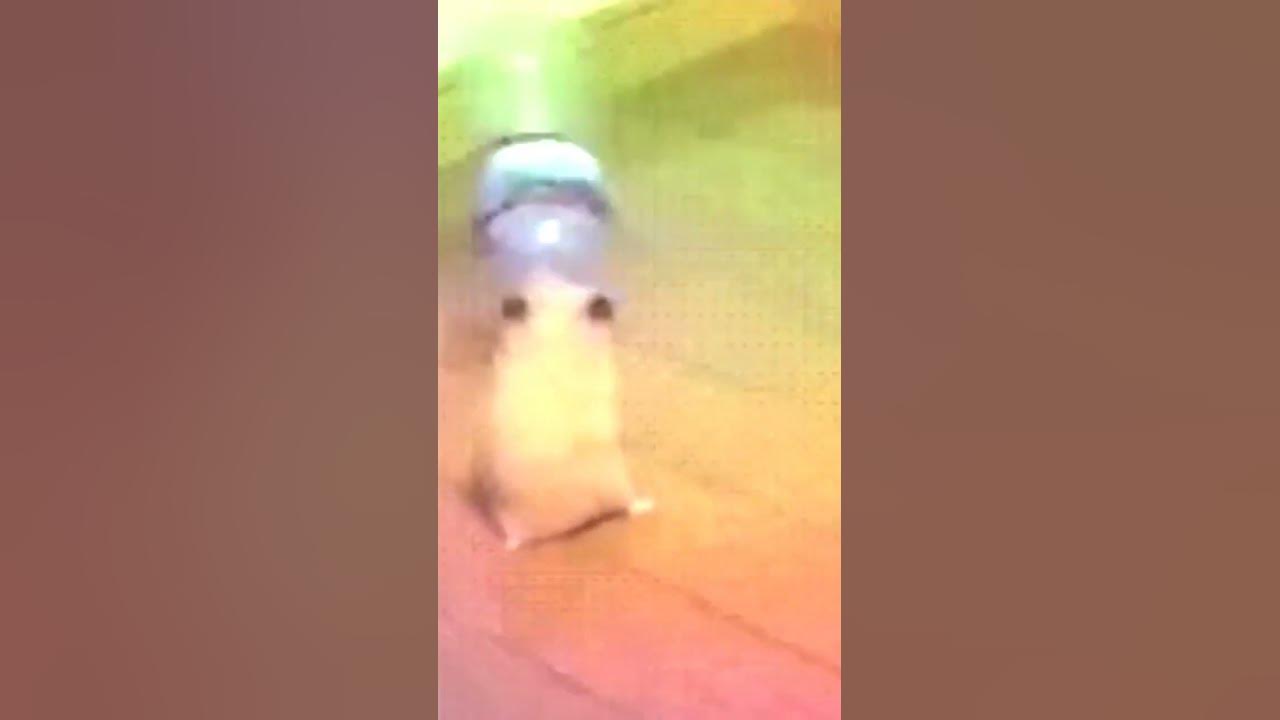 хомяк 🐹🐹 - YouTube