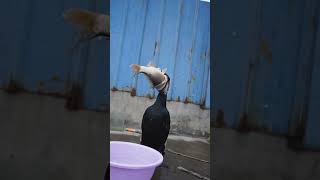 Cormorants Eat Fish Bigger Than Their Own Heads🐟 #Fishing