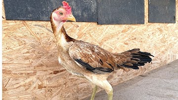 Qaib Daj Pumpkin X Poj Qaib Samba Ntsuab Taw