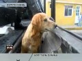 Especialistas opinan sobre posible ataque de perros en Iztapalapa