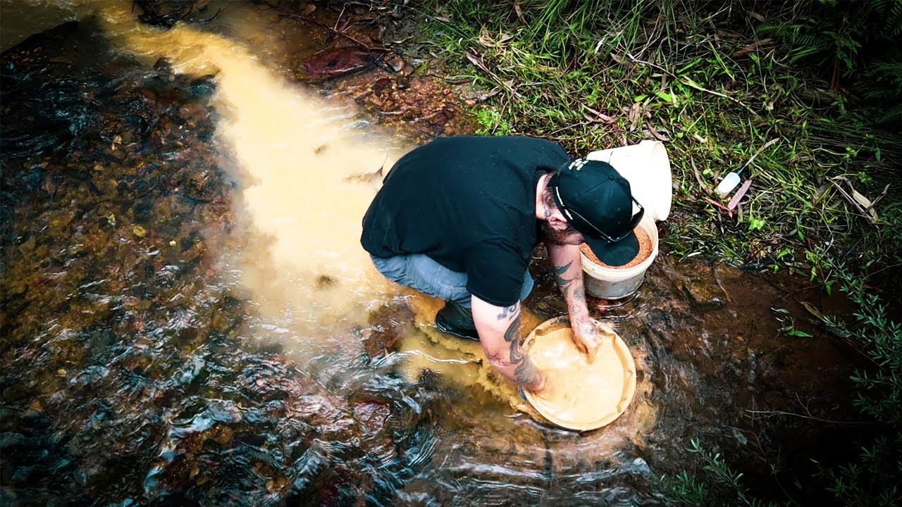 You Can Find GOLD by Looking For These Trees 🌲⛏