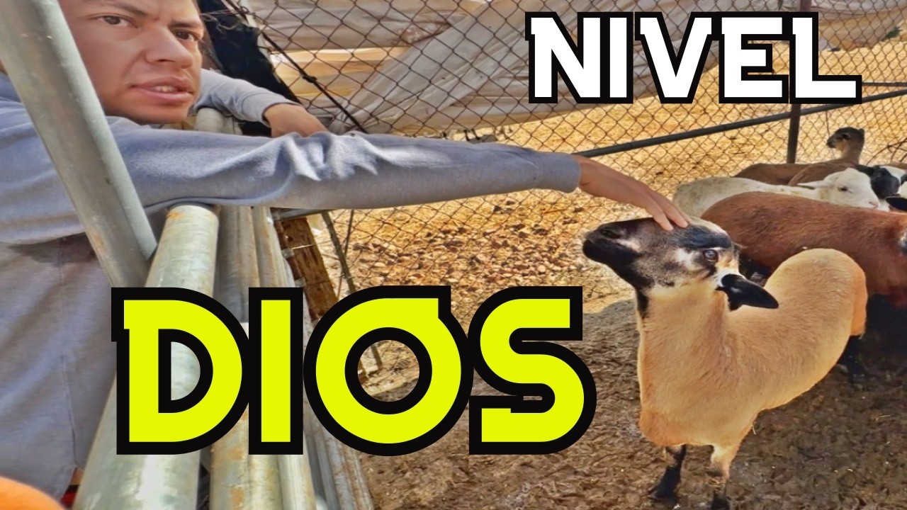 Aquí nacen BORREGOS CAMPEONES 🐑